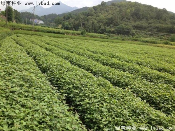 <a href='http://www.hn123.net.cn/linmuzhongzi/1839.html' target='_blank'>楓香種子</a>