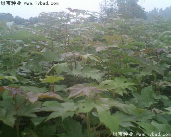 楓香<a href='http://www.hn123.net.cn/' target='_blank'>種子</a>