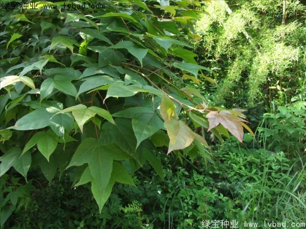 <a href='http://www.hn123.net.cn/linmuzhongzi/1839.html' target='_blank'>楓香種子</a>