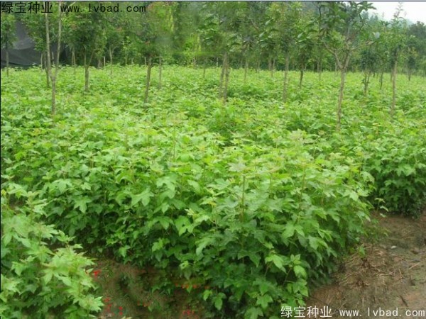<a href='http://www.hn123.net.cn/linmuzhongzi/1839.html' target='_blank'>楓香</a><a href='http://www.hn123.net.cn/' target='_blank'>種子</a>