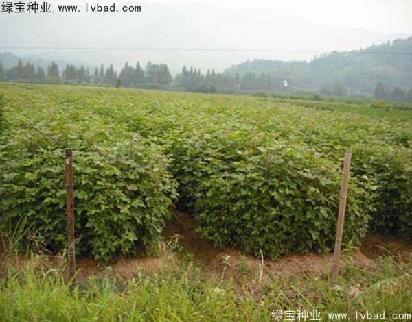 楓香<a href='http://www.hn123.net.cn/' target='_blank'>種子</a>