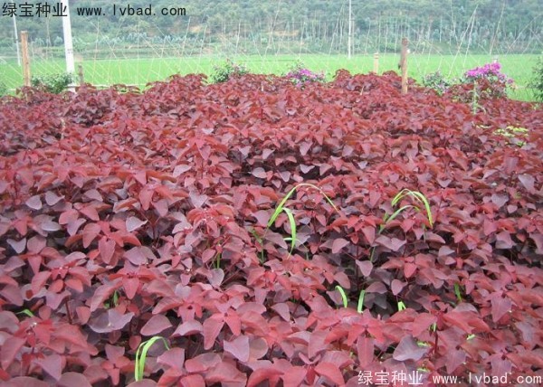 紅櫨<a href='http://www.hn123.net.cn/' target='_blank'>種子</a>