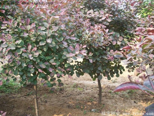 <a href='http://www.hn123.net.cn/linmuzhongzi/1842.html' target='_blank'>紅櫨種子</a>