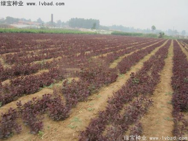 <a href='http://www.hn123.net.cn/linmuzhongzi/1842.html' target='_blank'>紅櫨</a><a href='http://www.hn123.net.cn/' target='_blank'>種子</a>