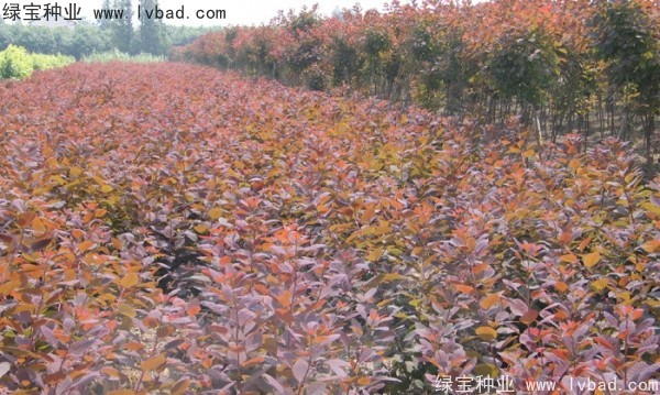 紅櫨<a href='http://www.hn123.net.cn/' target='_blank'>種子</a>