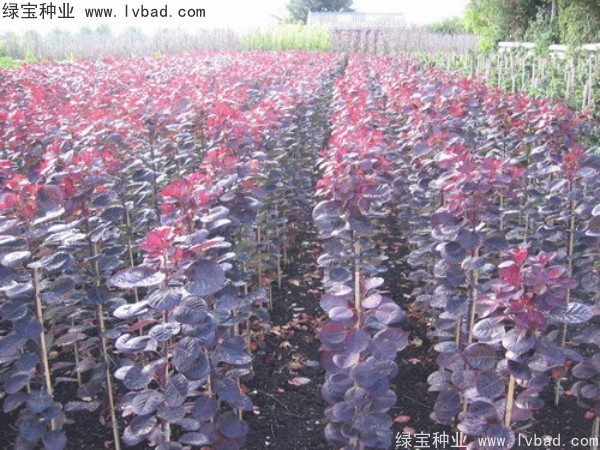 <a href='http://www.hn123.net.cn/linmuzhongzi/1842.html' target='_blank'>紅櫨種子</a>