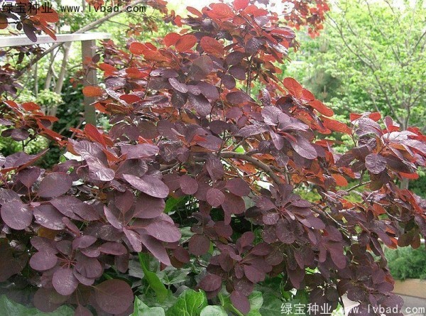 <a href='http://www.hn123.net.cn/linmuzhongzi/1842.html' target='_blank'>紅櫨種子</a>