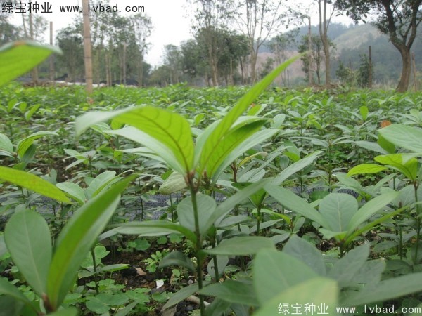 金絲<a href='http://www.hn123.net.cn/linmuzhongzi/2266.html' target='_blank'>楠木種子</a>