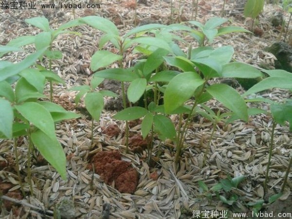 金絲<a href='http://www.hn123.net.cn/linmuzhongzi/2266.html' target='_blank'>楠木種子</a>