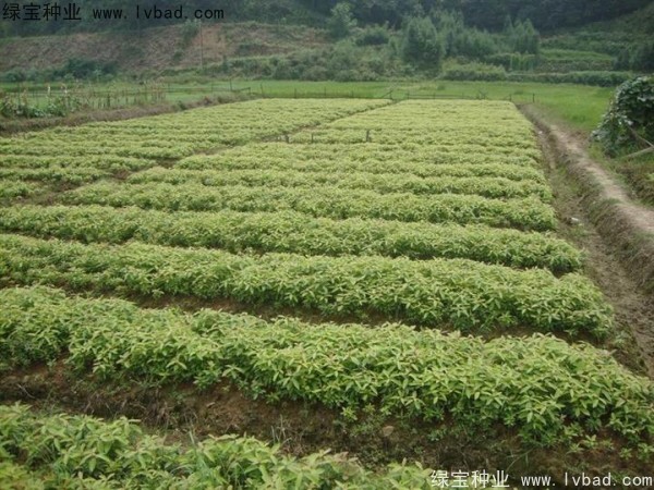 <a href='http://www.hn123.net.cn/linmuzhongzi/1843.html' target='_blank'>金絲楠</a>木<a href='http://www.hn123.net.cn/' target='_blank'>種子</a>