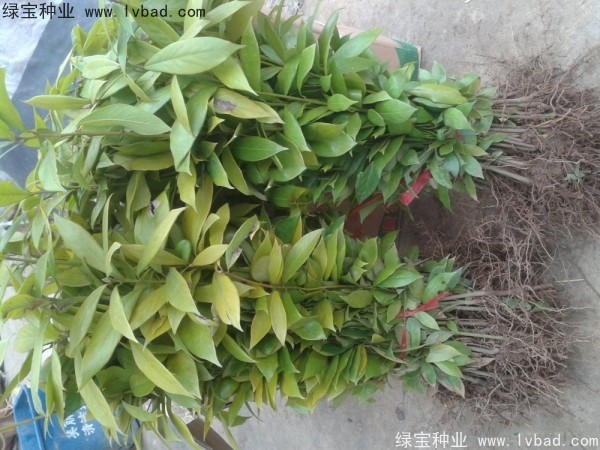 金絲<a href='http://www.hn123.net.cn/linmuzhongzi/2266.html' target='_blank'>楠木種子</a>