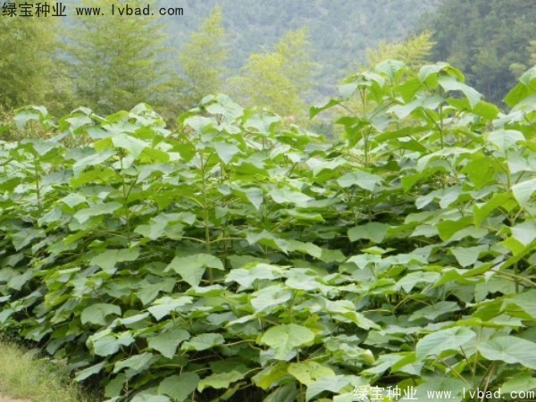 泡桐<a href='http://www.hn123.net.cn/' target='_blank'>種子</a>