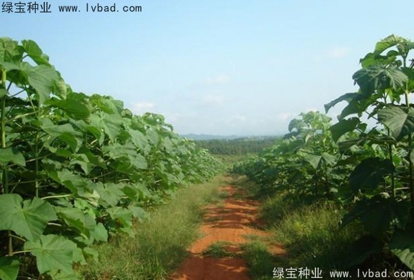 <a href='http://www.hn123.net.cn/linmuzhongzi/1848.html' target='_blank'>泡桐種子</a>
