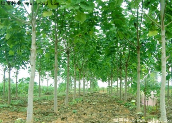 <a href='http://www.hn123.net.cn/linmuzhongzi/1848.html' target='_blank'>泡桐種子</a>