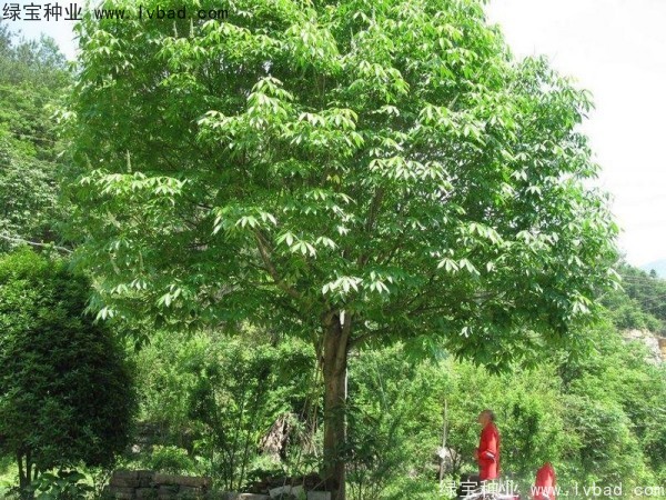 <a href='http://www.hn123.net.cn/linmuzhongzi/1849.html' target='_blank'>七葉樹種子</a>