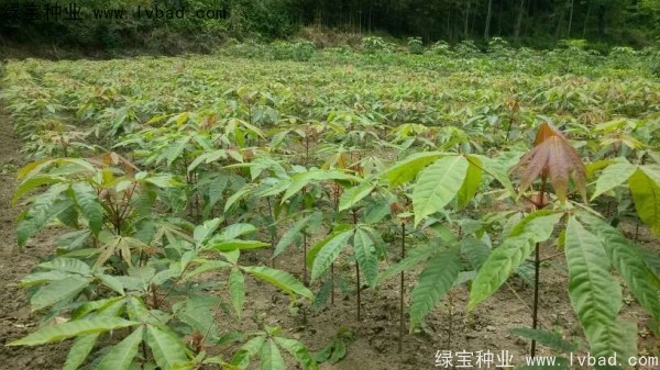 七葉樹<a href='http://www.hn123.net.cn/' target='_blank'>種子</a>