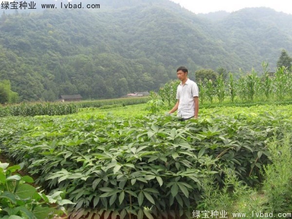 <a href='http://www.hn123.net.cn/linmuzhongzi/1849.html' target='_blank'>七葉樹種子</a>