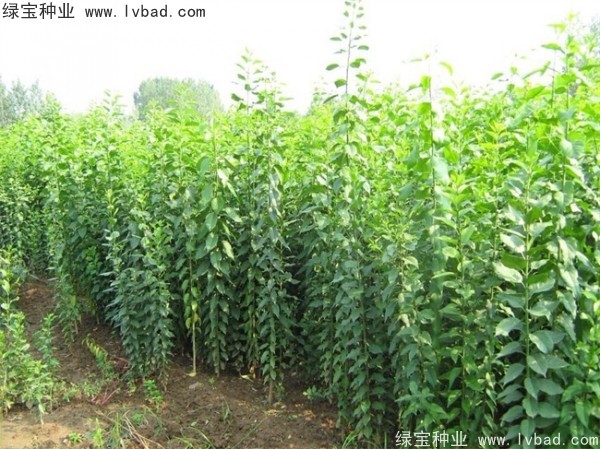 <a href='http://www.hn123.net.cn/linmuzhongzi/1850.html' target='_blank'>絲棉木種子</a>