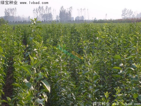 <a href='http://www.hn123.net.cn/linmuzhongzi/1850.html' target='_blank'>絲棉木種子</a>