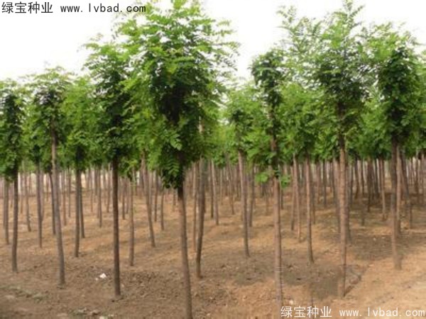 <a href='http://www.hn123.net.cn/linmuzhongzi/1852.html' target='_blank'>香花槐</a><a href='http://www.hn123.net.cn/' target='_blank'>種子</a>