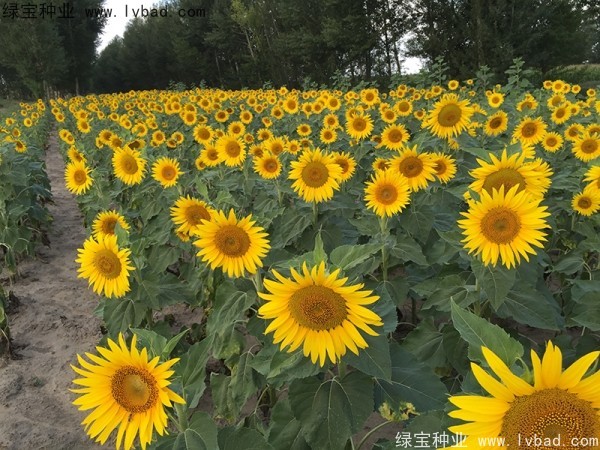 <a href='http://www.hn123.net.cn/caohuazhongzi/1018.html' target='_blank'>矮向日葵</a>圖片