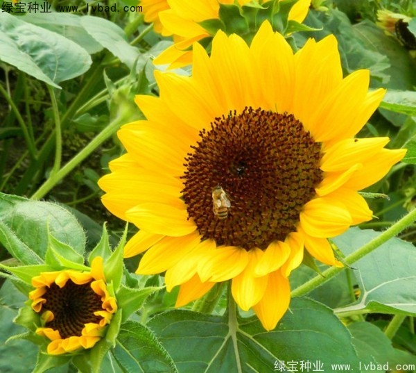矮<a href='http://www.hn123.net.cn/caohuazhongzi/97271.html' target='_blank'>向日葵</a>圖片