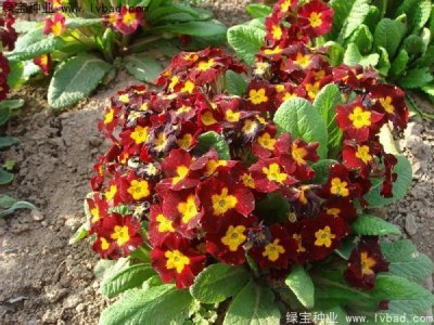 報(bào)春花種子