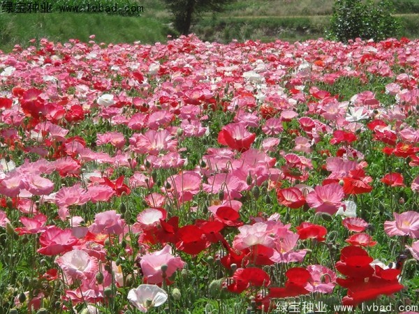 冰島<a href='http://www.hn123.net.cn/caohuazhongzi/161.html' target='_blank'>虞美人</a>種子