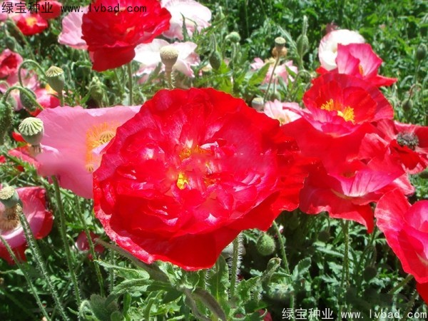 <a href='http://www.hn123.net.cn/caohuazhongzi/1025.html' target='_blank'>冰島虞美人種子</a>