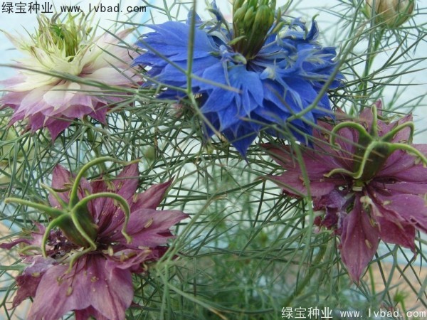 <a href='http://www.hn123.net.cn/caohuazhongzi/1026.html' target='_blank'>波斯寶石</a>