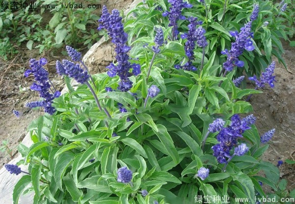 <a href='http://www.hn123.net.cn/caohuazhongzi/1044.html' target='_blank'>芳香鼠尾草種子</a>