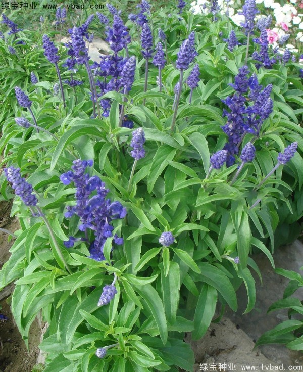 <a href='http://www.hn123.net.cn/caohuazhongzi/1044.html' target='_blank'>芳香鼠尾草</a>種子