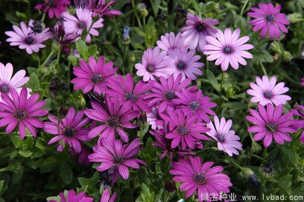 <a href='http://www.hn123.net.cn/caohuazhongzi/1047.html' target='_blank'>非洲萬(wàn)壽菊種子</a>
