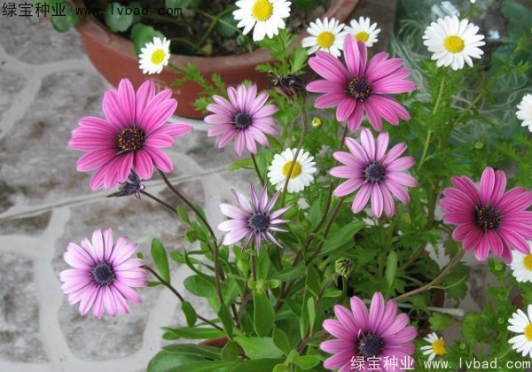 <a href='http://www.hn123.net.cn/caohuazhongzi/1047.html' target='_blank'>非洲萬(wàn)壽菊</a>種子