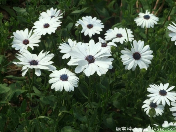 非洲<a href='http://www.hn123.net.cn/caohuazhongzi/1631.html' target='_blank'>萬(wàn)壽菊</a>種子