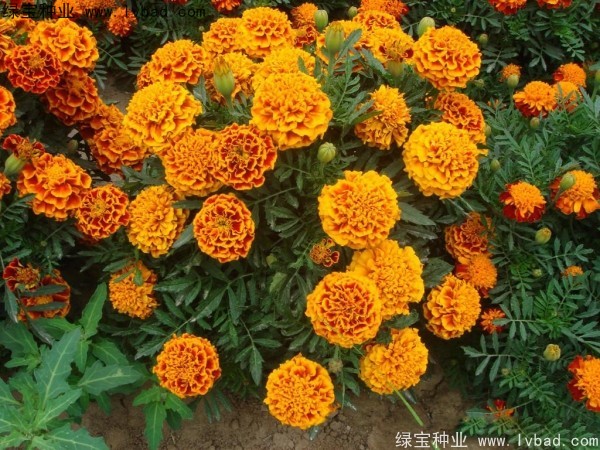 非洲萬(wàn)壽菊種子