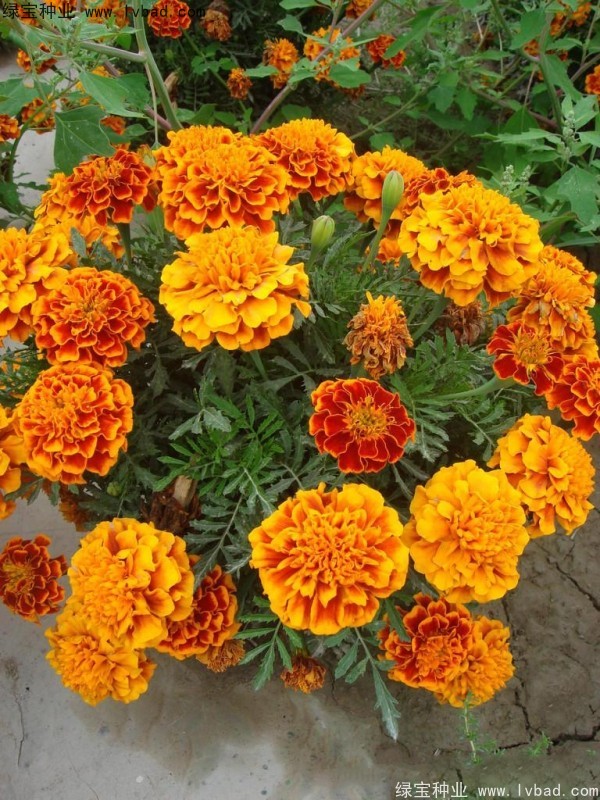 非洲萬(wàn)壽菊種子
