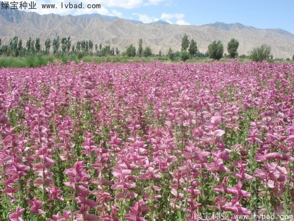 粉花<a href='http://www.hn123.net.cn/caohuazhongzi/1626.html' target='_blank'>鼠尾草</a>種子