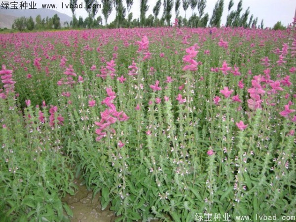<a href='http://www.hn123.net.cn/caohuazhongzi/1048.html' target='_blank'>粉花鼠尾草種子</a>