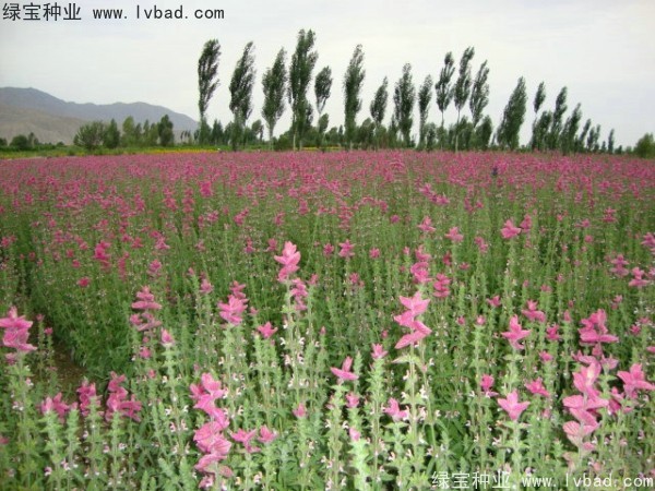<a href='http://www.hn123.net.cn/caohuazhongzi/1048.html' target='_blank'>粉花鼠尾草</a><a href='http://www.hn123.net.cn/' target='_blank'>種子</a>