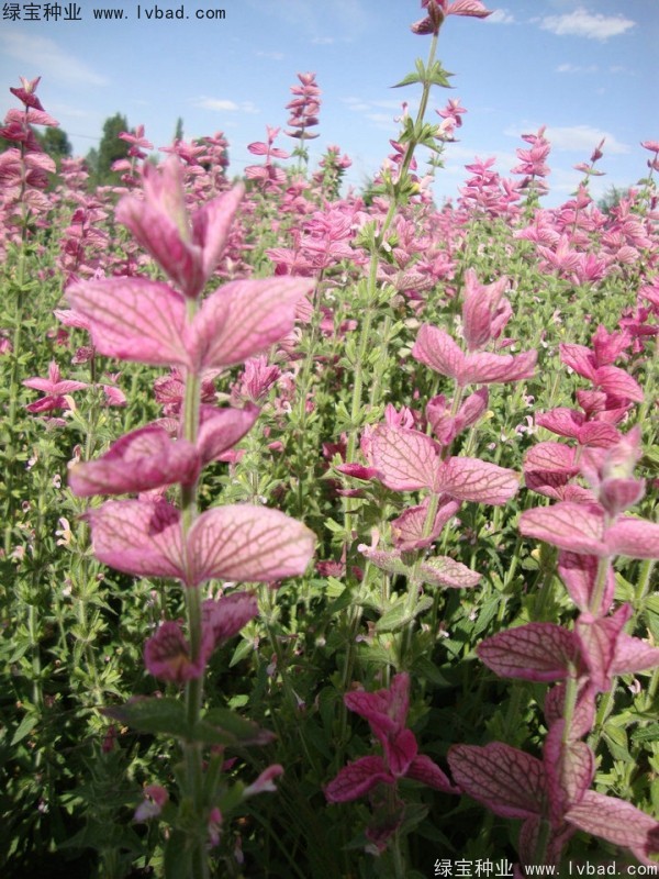 粉花<a href='http://www.hn123.net.cn/caohuazhongzi/1626.html' target='_blank'>鼠尾草</a><a href='http://www.hn123.net.cn/' target='_blank'>種子</a>