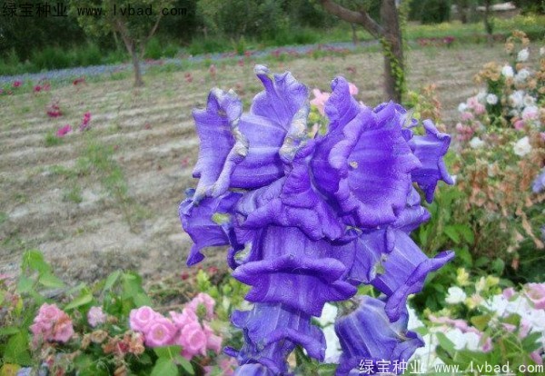 風(fēng)鈴花種子