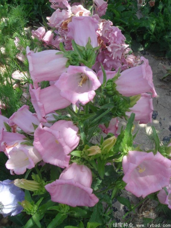 風(fēng)鈴花種子