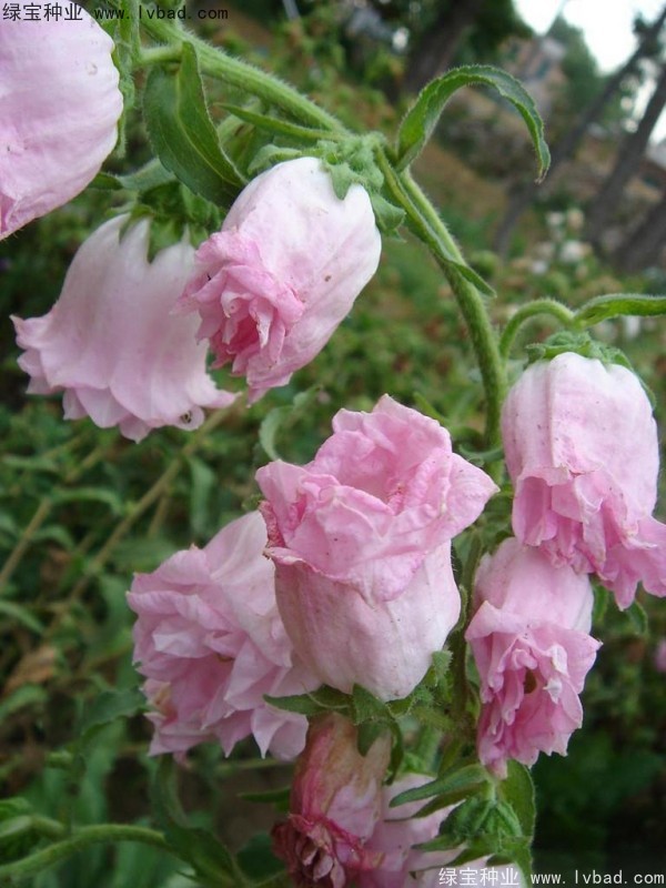 風(fēng)鈴花種子