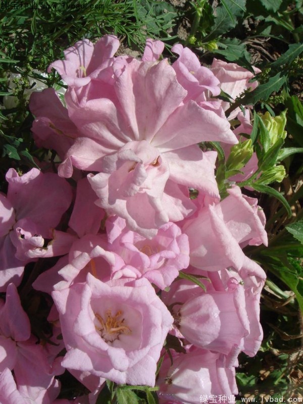 風(fēng)鈴花種子