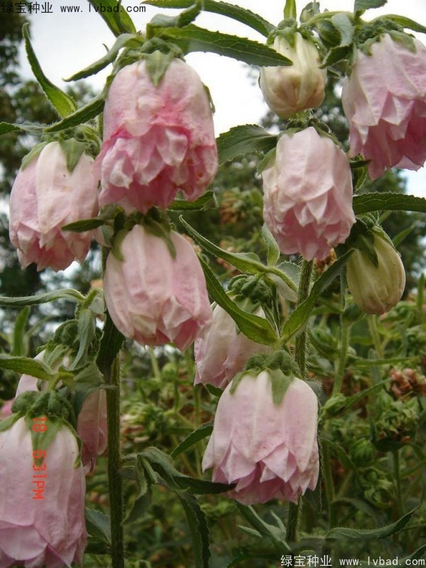 風(fēng)鈴花種子