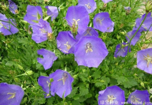 風(fēng)鈴花種子