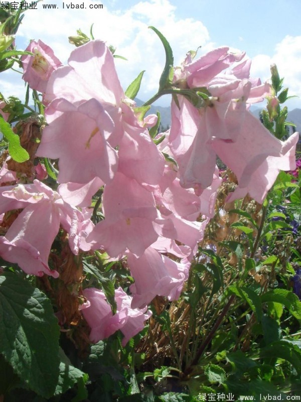 風(fēng)鈴花種子