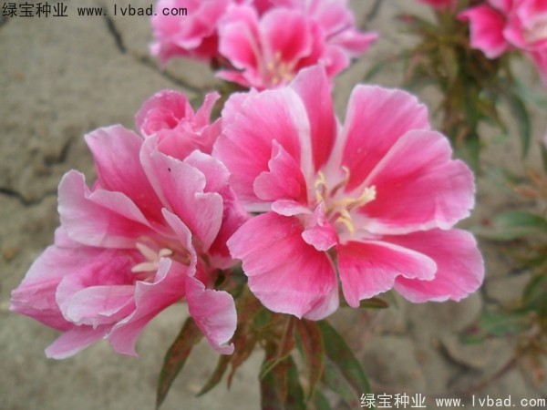古代稀<a href='http://www.hn123.net.cn/' target='_blank'>種子</a>