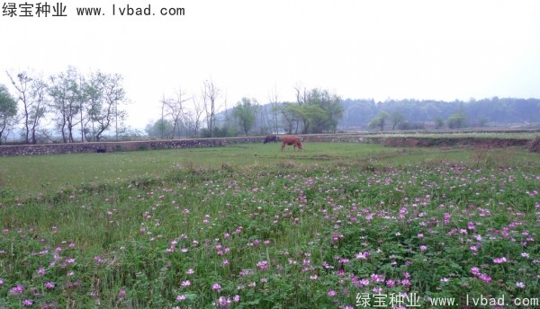 <a href='http://www.hn123.net.cn/yaocaizhongzi/2335.html' target='_blank'>紅花</a>酢漿草種子